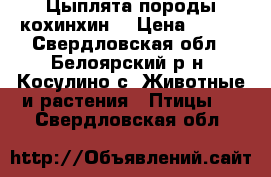 Цыплята породы кохинхин. › Цена ­ 300 - Свердловская обл., Белоярский р-н, Косулино с. Животные и растения » Птицы   . Свердловская обл.